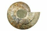 Large, Cut & Polished Ammonite Fossil (Half) - Madagascar #239230-1